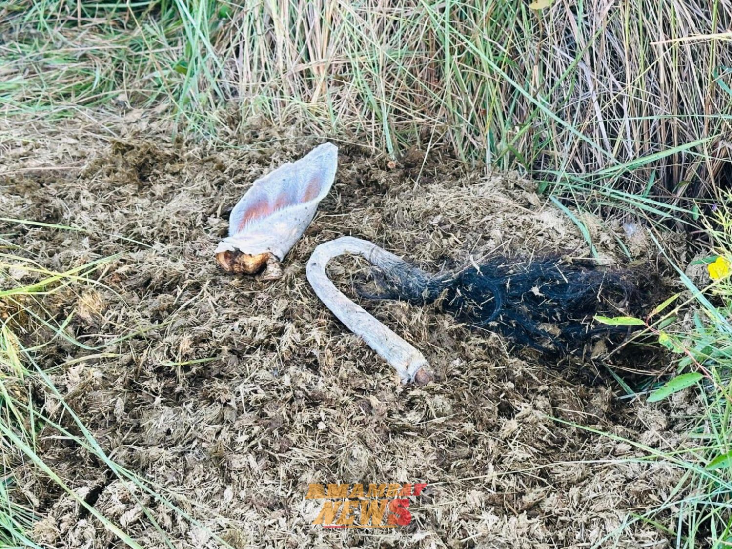 Faenamiento clandestino de ganado en estancia de Sargento José Félix López