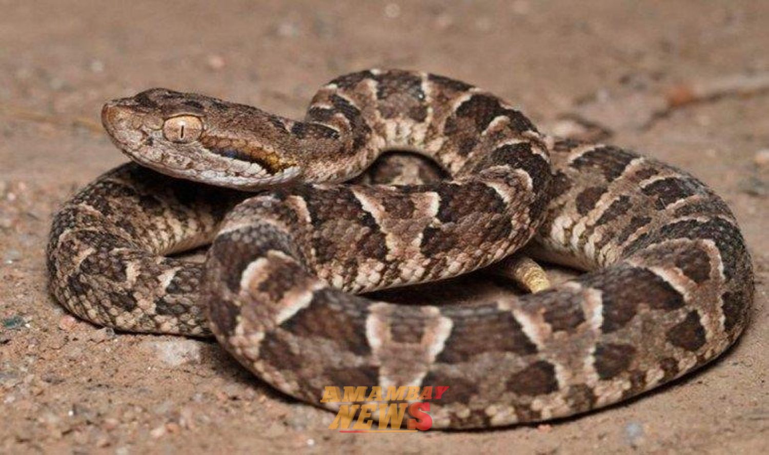 Tres personas atendidas por mordeduras de serpiente y picadura de alacrán