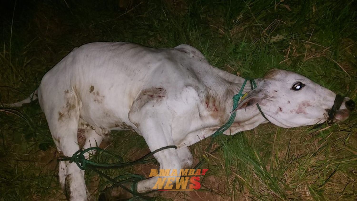 Recuperan torito robado y hallan evidencia tras intento de abigeato en Jhugua Poi
