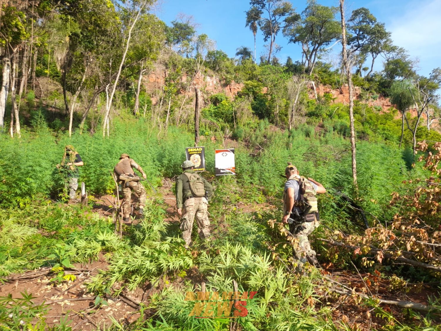 SENAD elimina 15 toneladas de marihuana en Bella Vista Norte