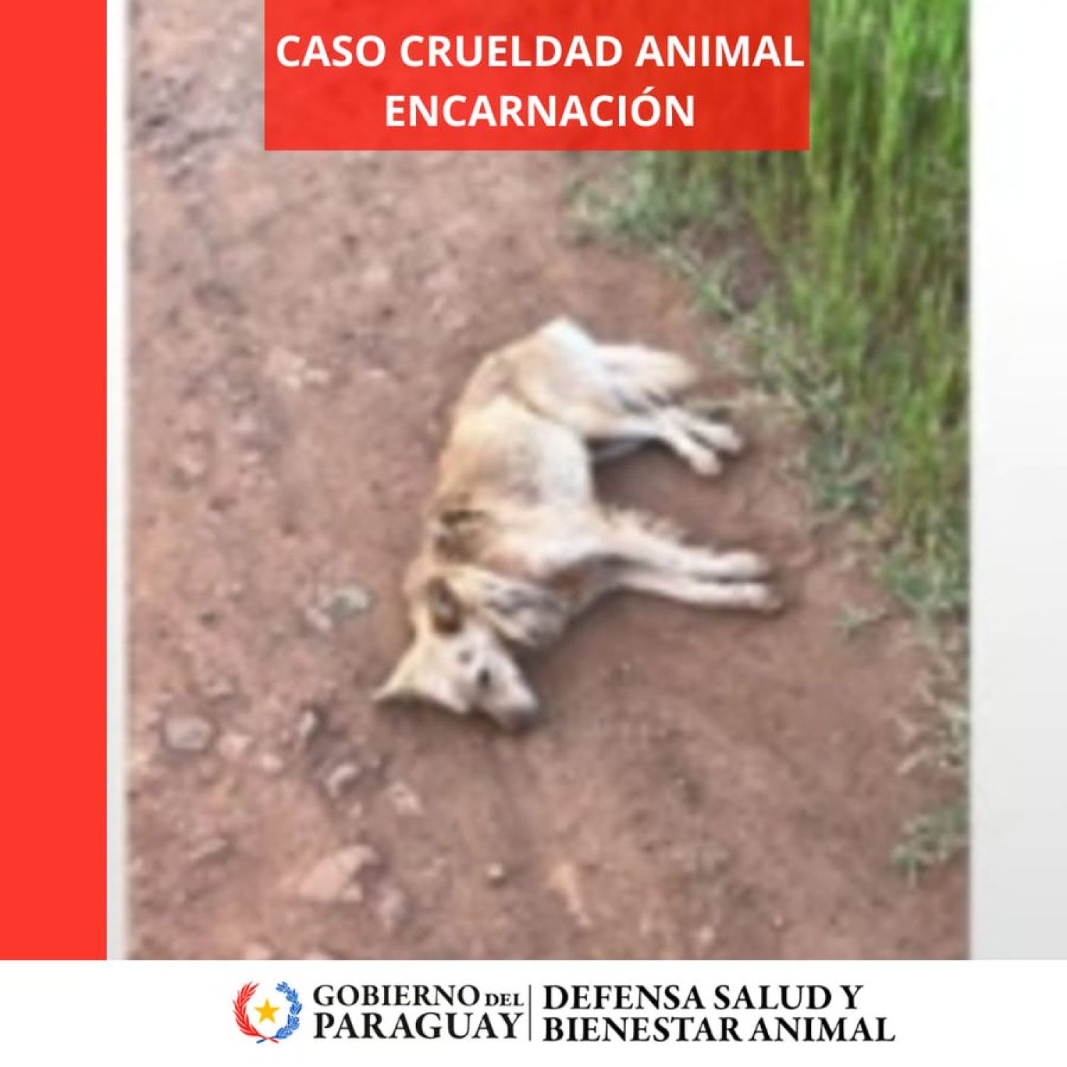 Crueldad animal en Encarnación: Ató a su perro con una soga y los arrastró