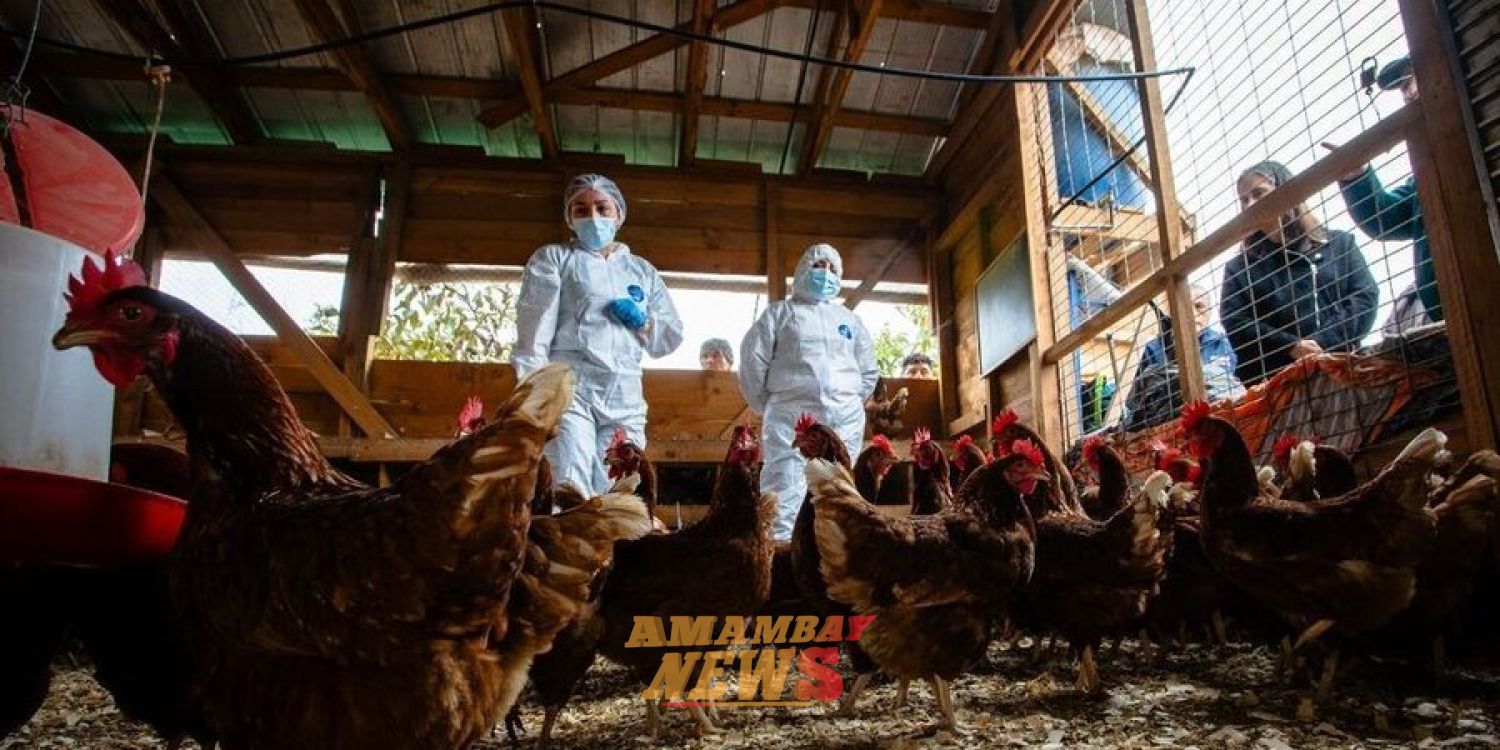 Gripe aviar: Paraguay anuncia suspensión de importaciones de Argentina
