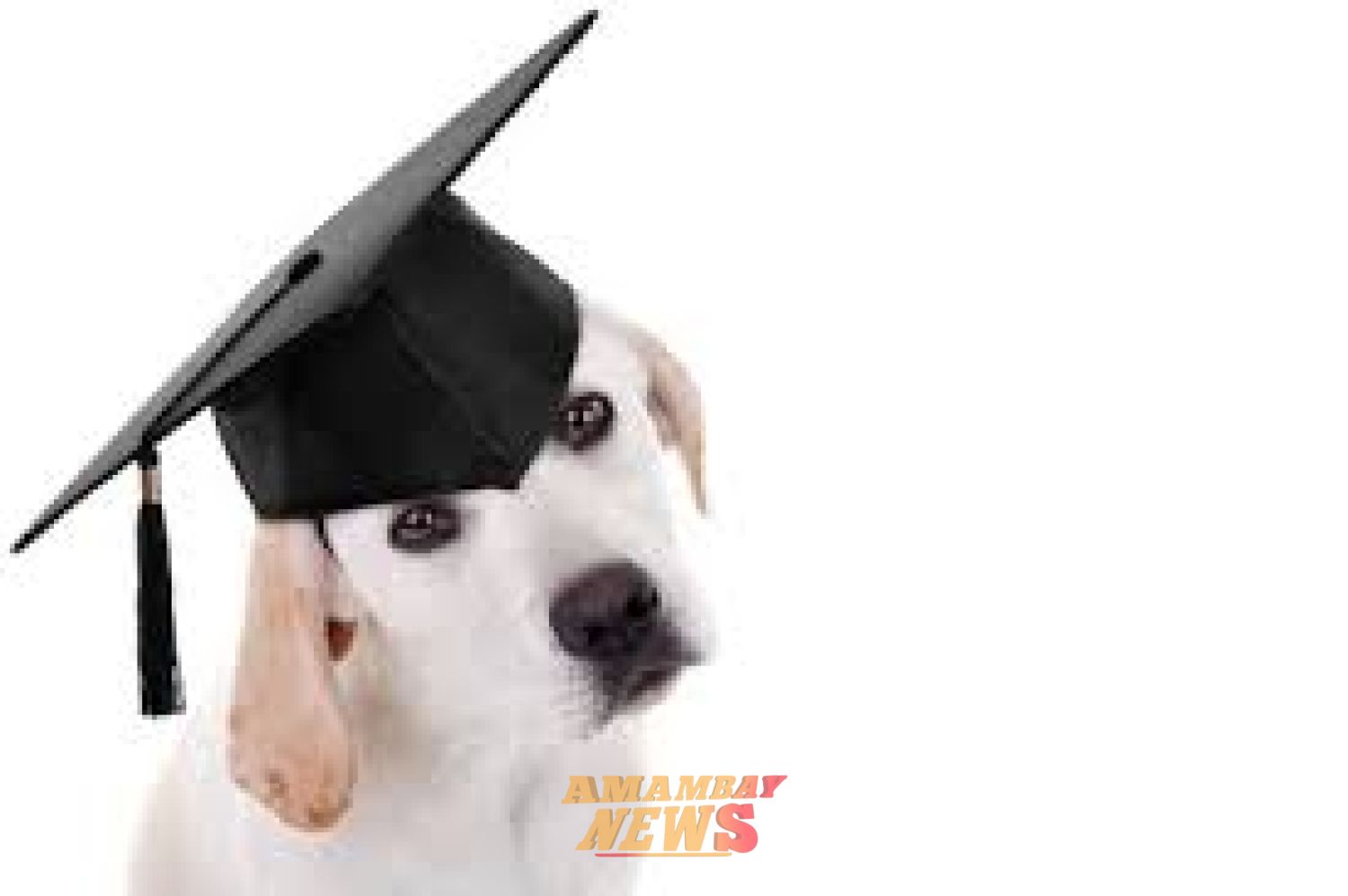 Bienestar Animal será materia obligatoria en escuelas y colegios del país