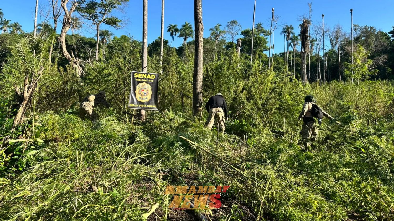 Destruyen 10 hectáreas de marihuana en reserva forestal de Bella Vista