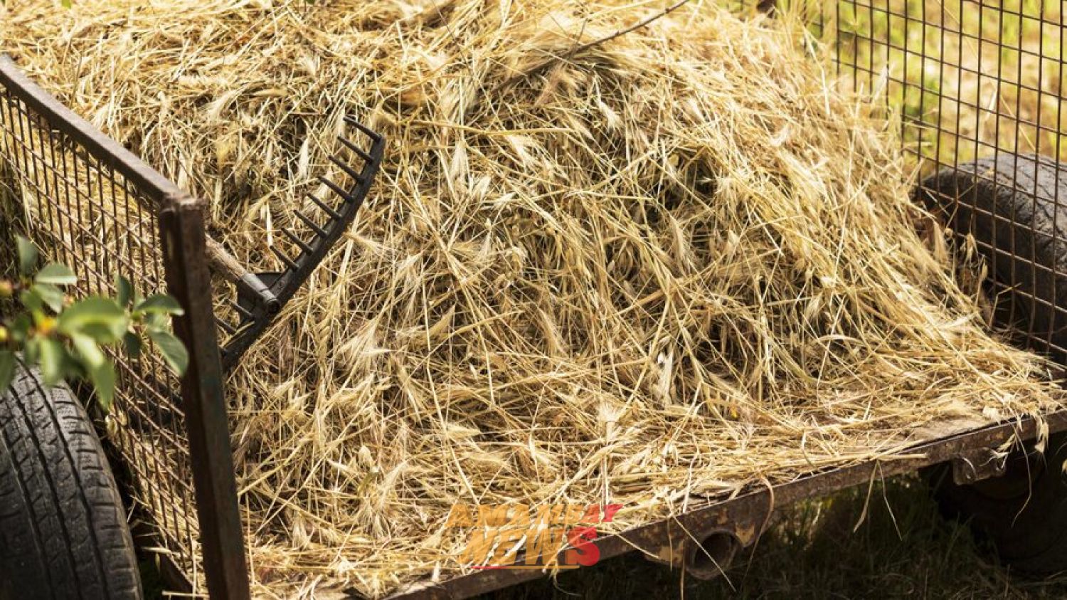 Hombre muere electrocutado mientras alimentaba animales en Alto Paraná
