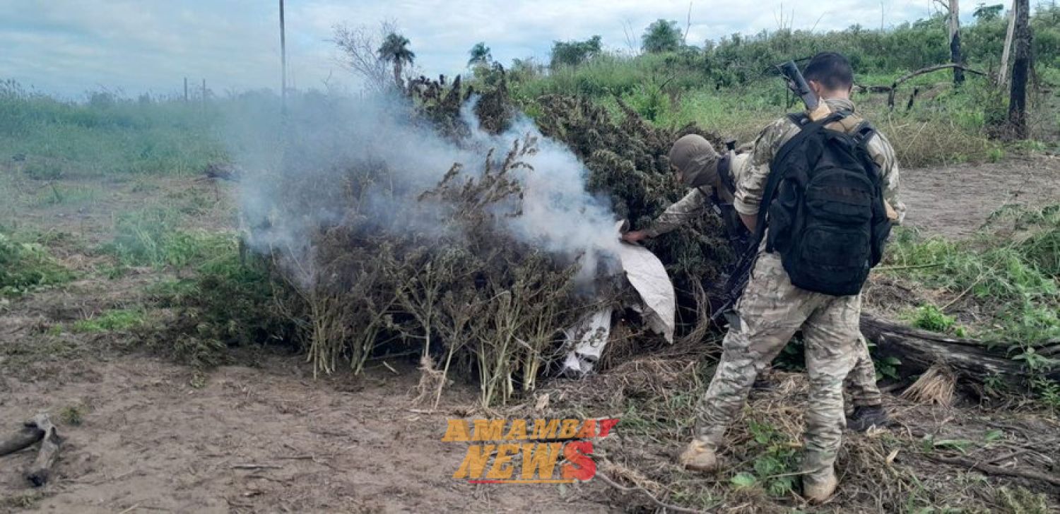 Pérdida de unos USD 30 millones al narcotráfico, con eliminación de 200 toneladas de marihuana en Canindeyú