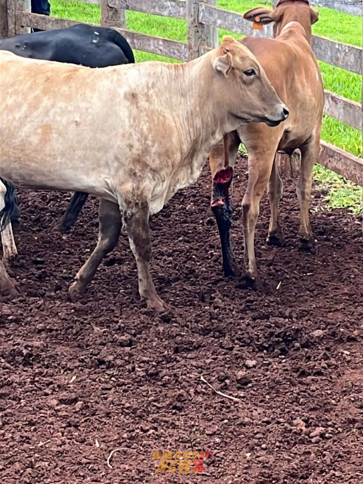 Abigeato en Cerro Corá: faenan un vacuno y hieren a otros cinco animales