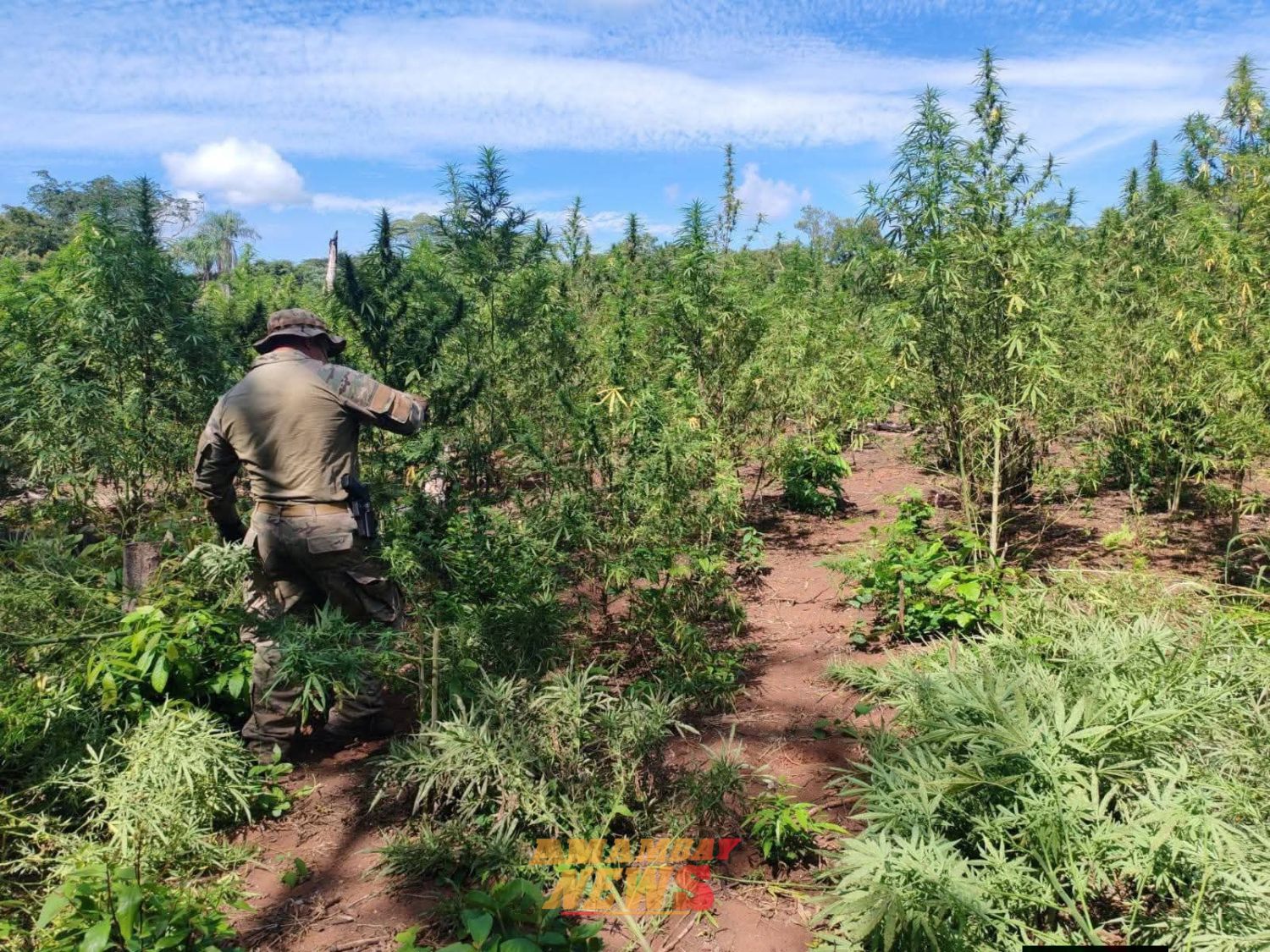 SENAD Eliminó plantación de marihuana en Puentesiño