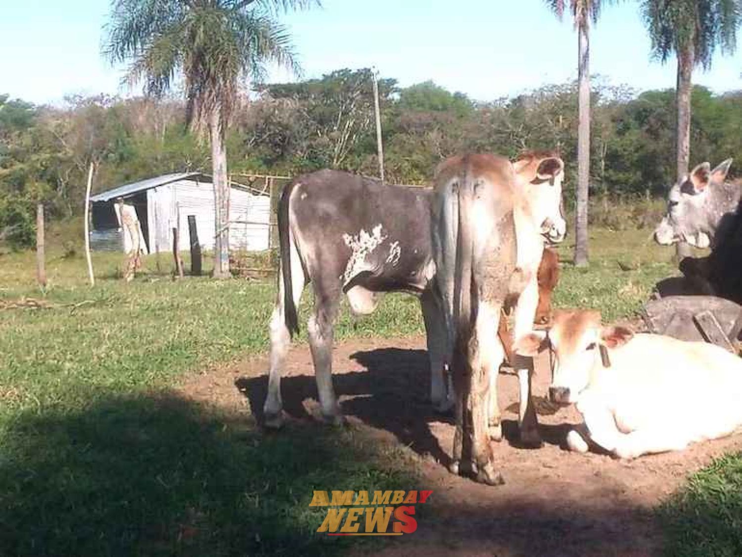 Confirman brote de rabia bovina y equina en Pirayú y Quyquyhó