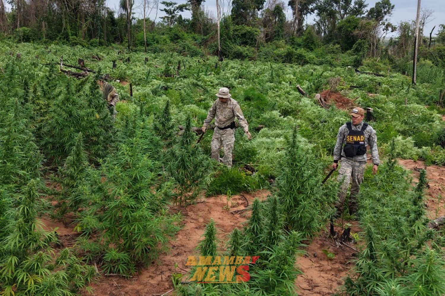 SENAD se interna en bosques de Canindeyú y elimina 12 toneladas de droga