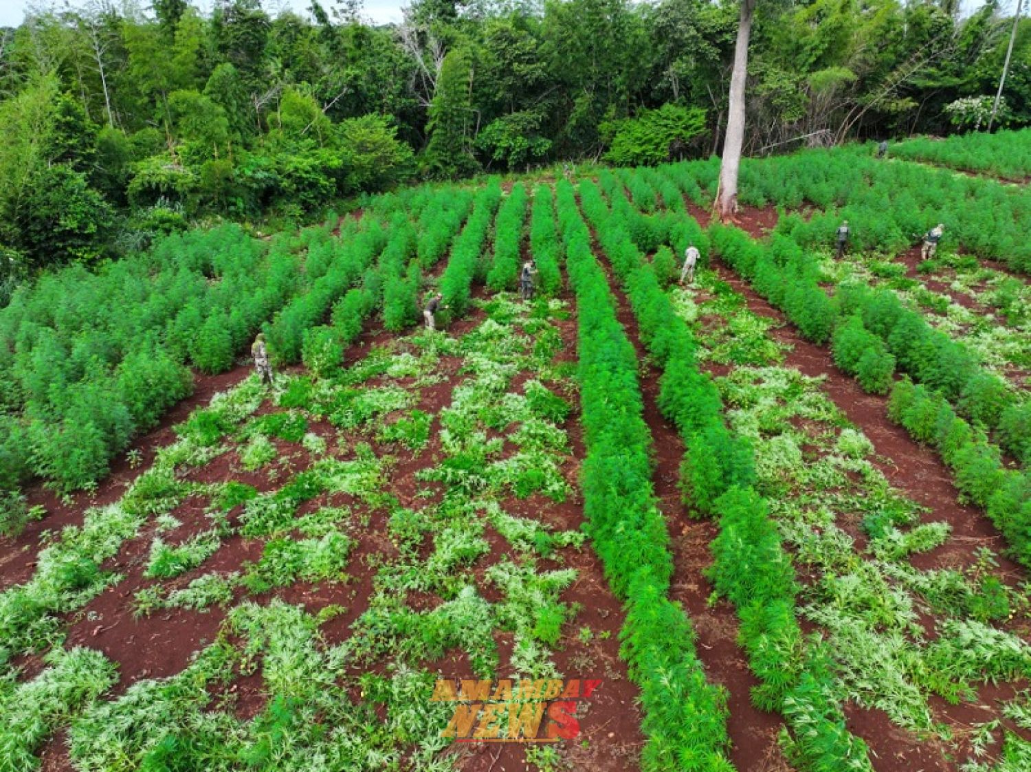 SENAD elimina mega plantación ilícita de casi 60 hectáreas en Capitán Bado