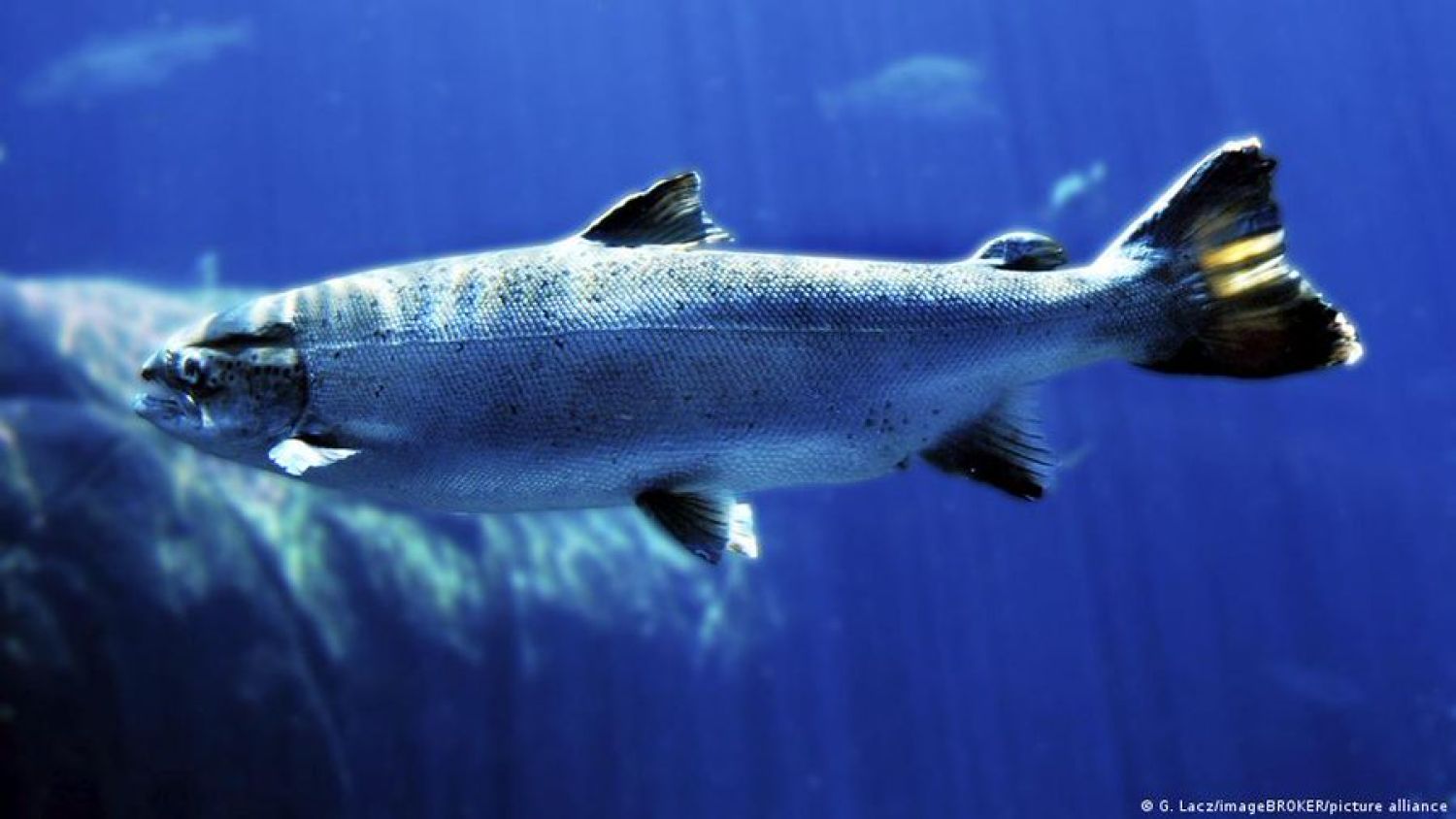 Cocaína en aguas altera el comportamiento del salmón salvaje