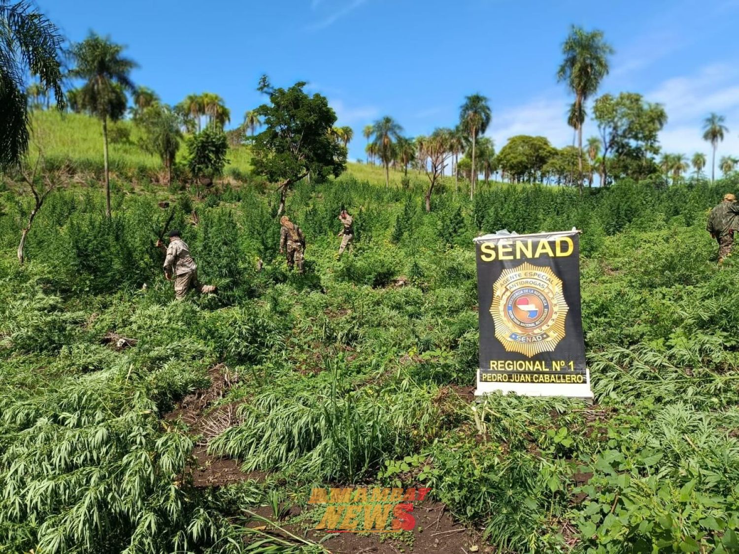 SENAD Regional N° 1 elimina 21 toneladas de marihuana en Cerro Corá