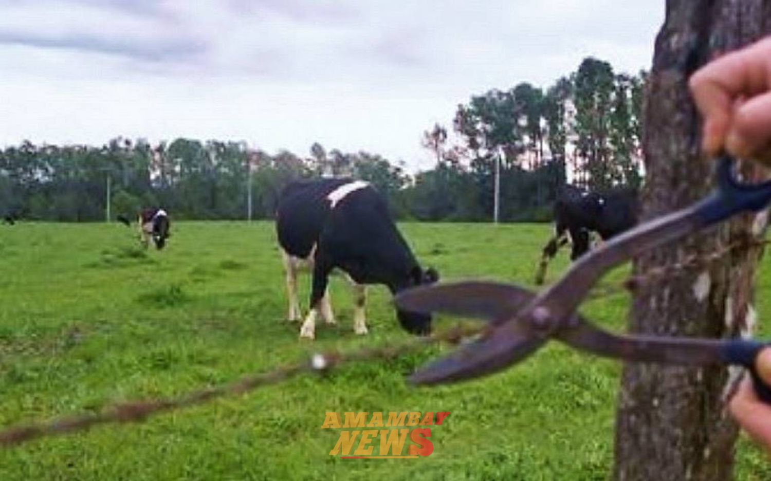 Faenamiento clandestino de ganado en estancia de San Alfredo