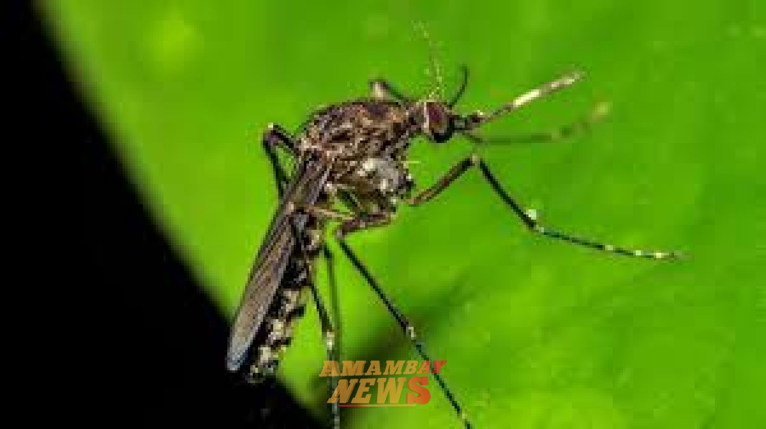 Salud Pública alerta por leve repunte de dengue y circulación de chikungunya