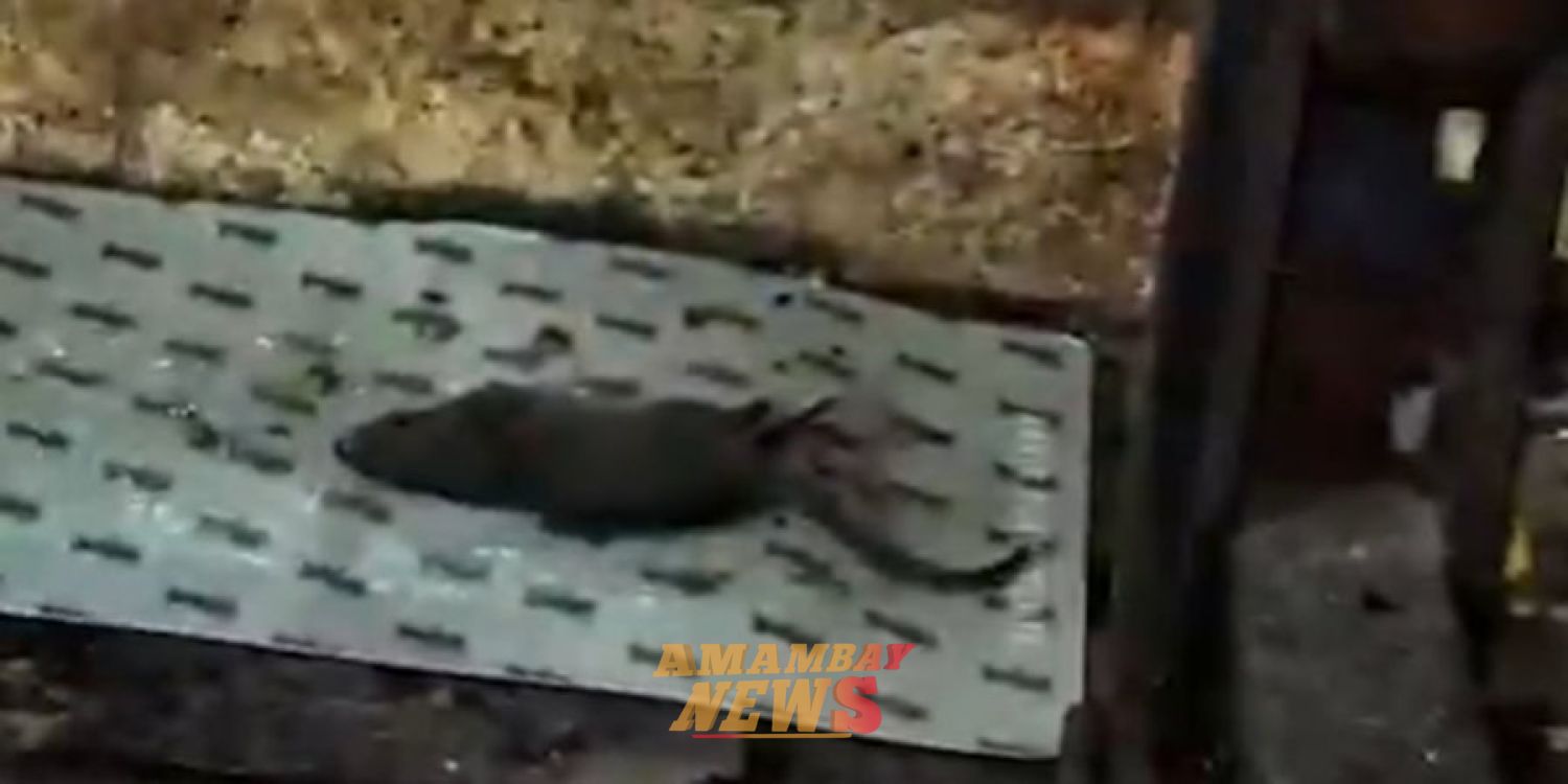 Hallan ratas, cucarachas, heces y productos descompuestos en un súper de Mariano Roque Alonso