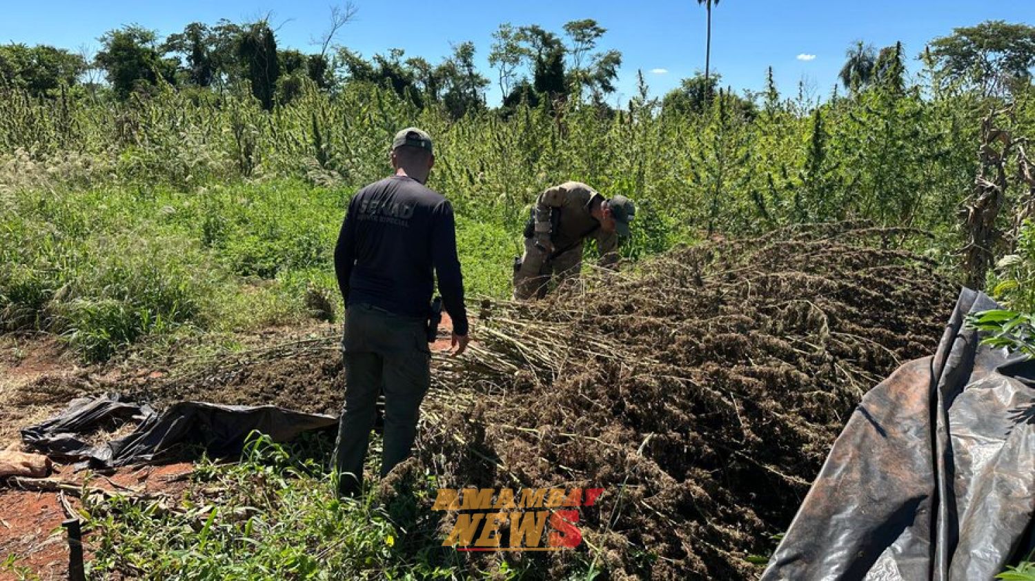 Paraguay lidera el mercado criminal de la marihuana