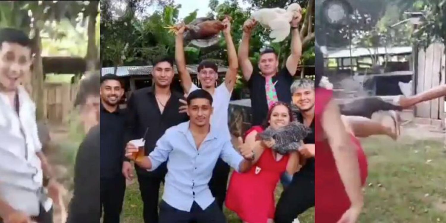 Indignante: armaron fiesta y maltrataron gallinas por diversión